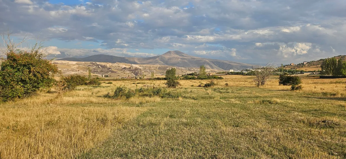 Բաց մարգագետին՝ չոր խոտով, երիտասարդ ծառերով և հորիզոնում՝ լեռ