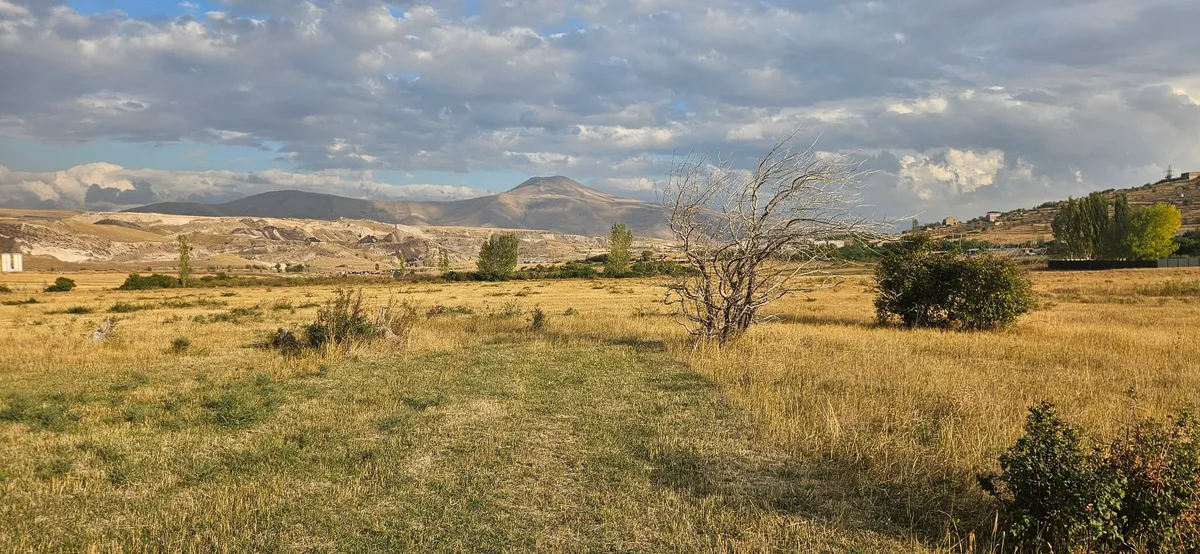 Meadow with a lone tree and bushes under a cloudy sky